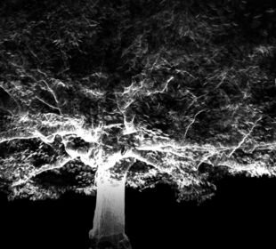 laserscanning-boom-tree-survey-inspectie-onderhoud-leap3d